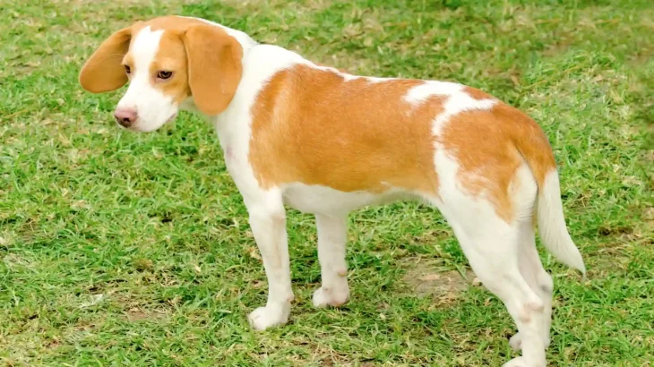 Istrian Coarse-haired Hound Dog photo