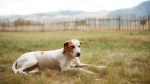 Istrian Coarse-haired Hound Dog photo