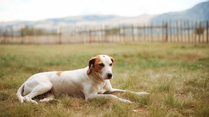 Istrian Coarse-haired Hound Dog photo