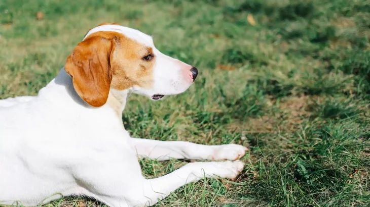 Istrian Coarse-haired Hound Dog photo