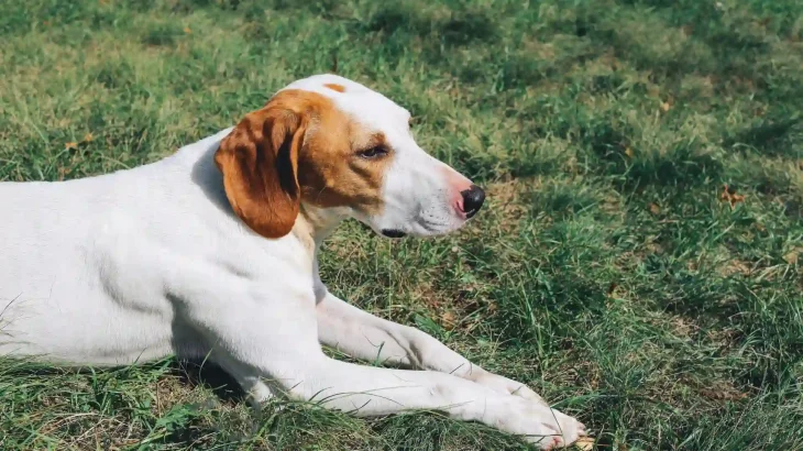 Istrian Coarse-haired Hound Dog photo