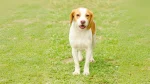 Segugio Istriano a Pelo Raso Dog photo