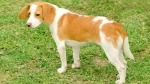 Segugio Istriano a Pelo Raso Dog photo