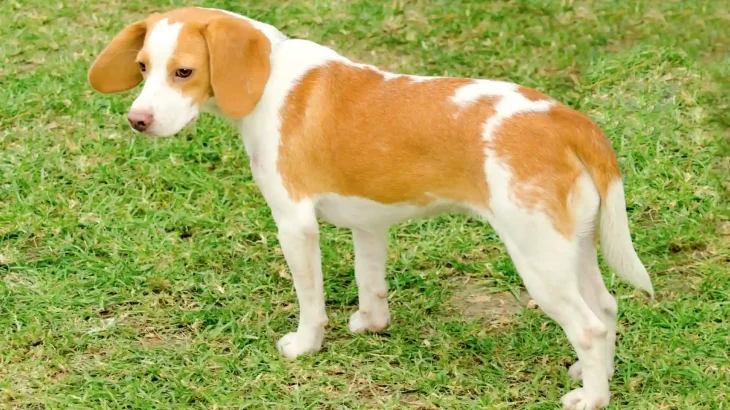 Segugio Istriano a Pelo Raso Dog photo