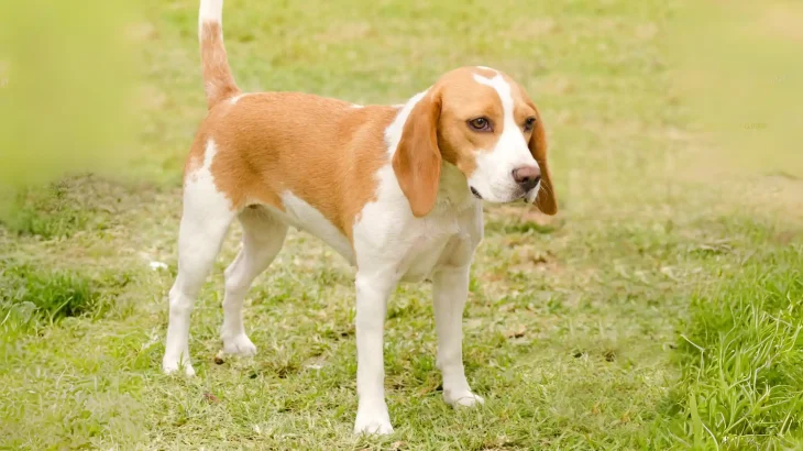 Segugio Istriano a Pelo Raso Dog photo