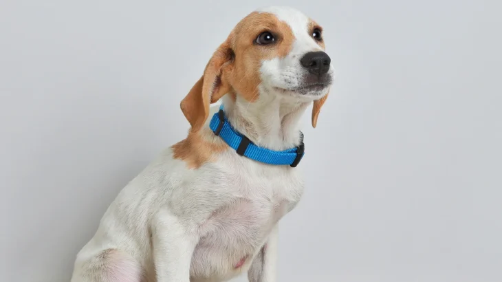 Segugio Istriano a Pelo Raso Dog photo
