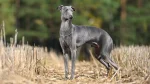 Italian Greyhound Dog photo