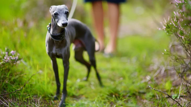 Italian Greyhound Dog photo