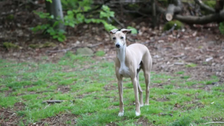 Italian Greyhound Dog photo
