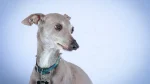 Italian Greyhound Dog photo