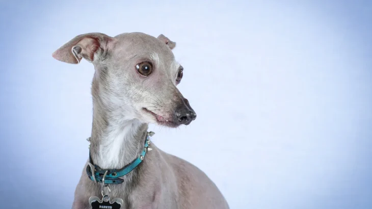 Italian Greyhound Dog photo