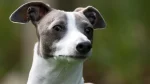 Italian Greyhound Dog photo