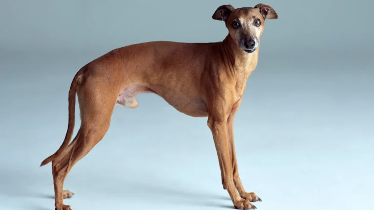 Italian hound Dog photo