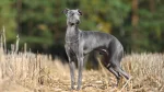 Italian hound Dog photo