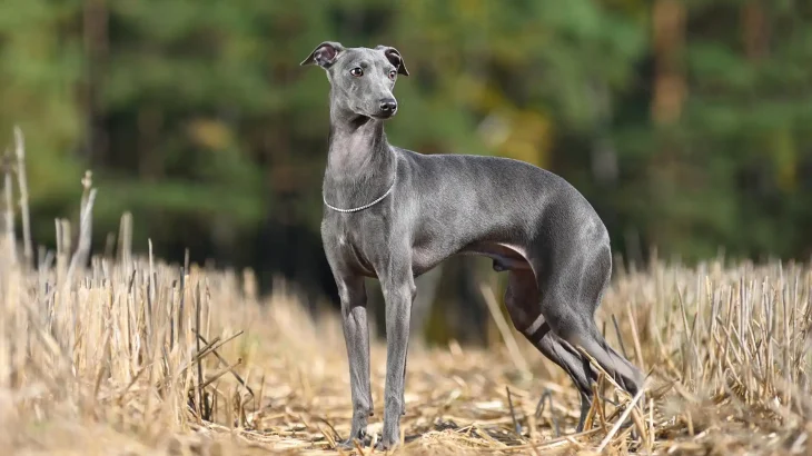Italian hound Dog photo