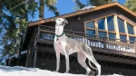 Italian hound Dog photo