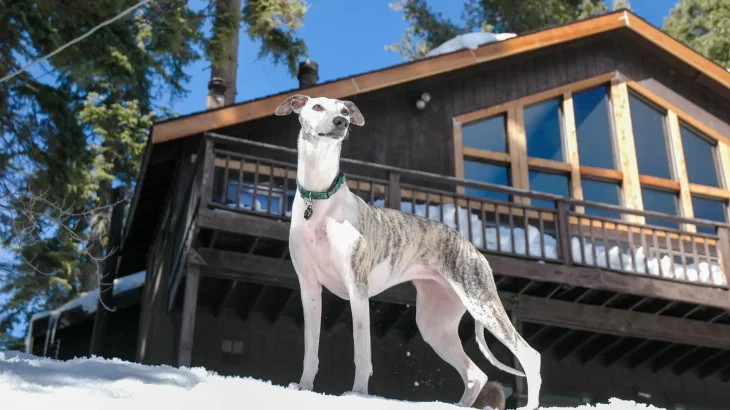 Italian hound Dog photo