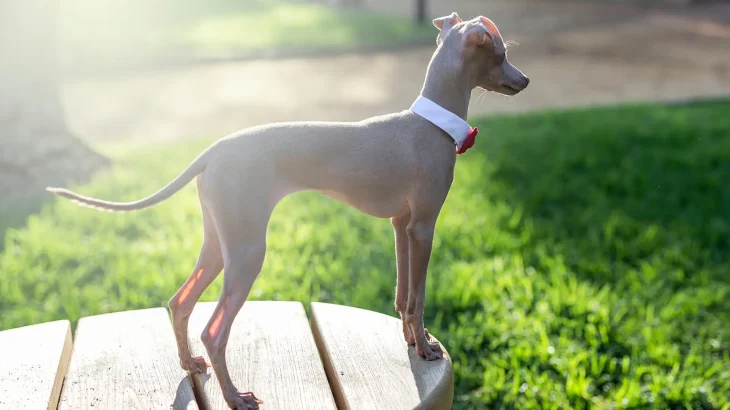 Italian hound Dog photo