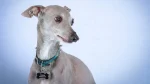 Italian hound Dog photo