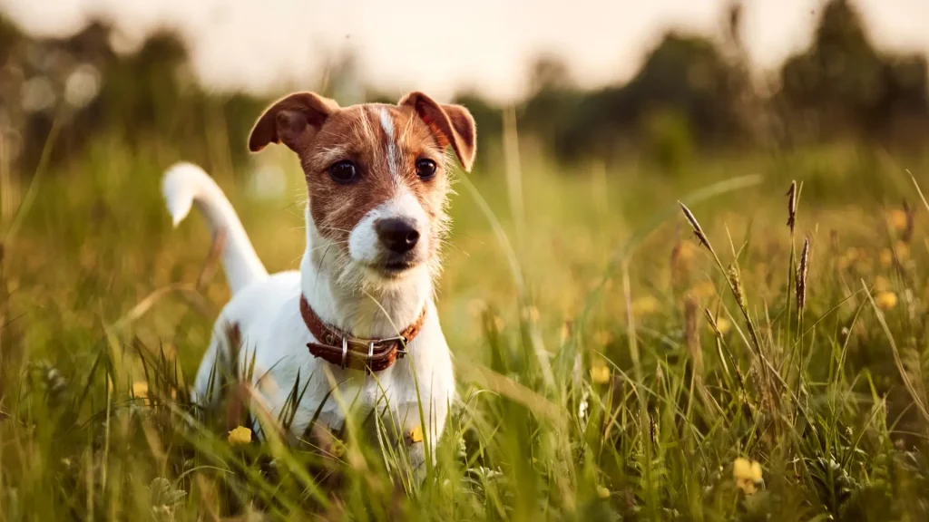 Jack Russell Terrier Dog photo