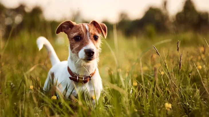 Jack Russell Terrier Dog photo