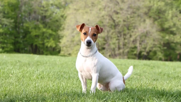 Jack Russell Terrier Dog photo