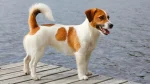 Jack Russell Terrier Dog photo