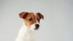 Jack Russell Terrier Dog photo