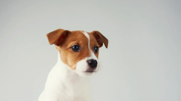 Jack Russell Terrier Dog photo