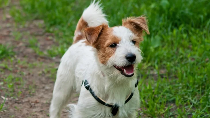 Jack Russell Terrier Dog photo