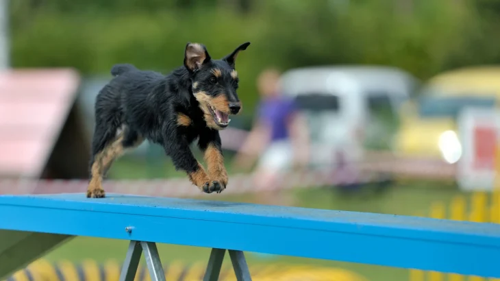 Jagdterrier Dog photo