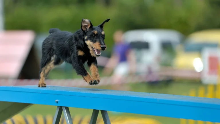 Jagdterrier Dog photo