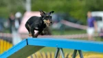Jagdterrier Dog photo