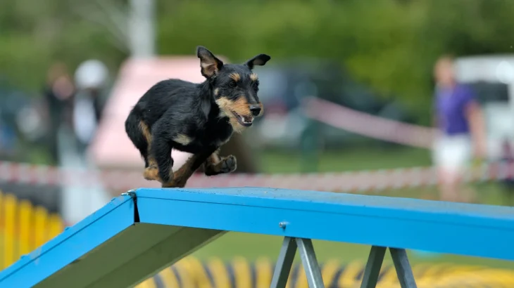 Jagdterrier Dog photo