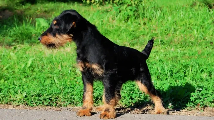 Jagdterrier Dog photo