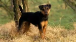 Jagdterrier Dog photo