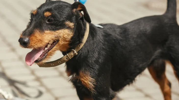 Jagdterrier Dog photo