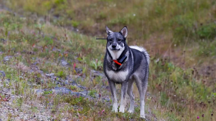 Jamthund Dog photo
