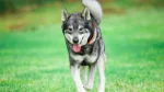 Jamthund Dog photo