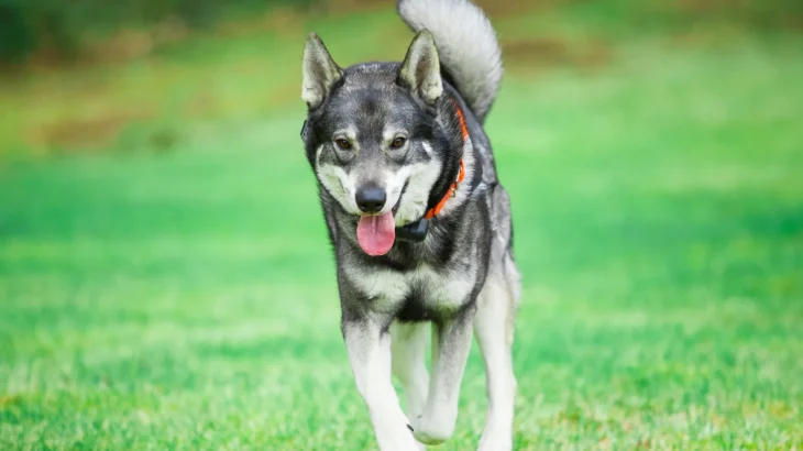 Jamthund Dog photo
