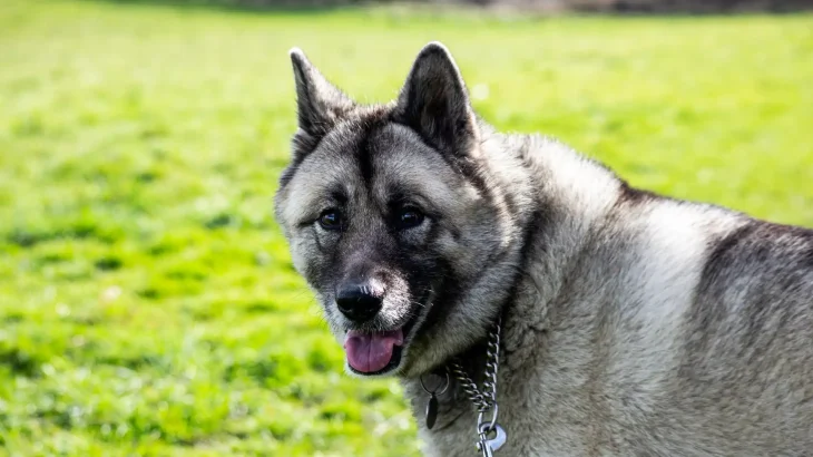 Jamthund Dog photo