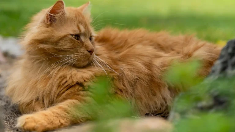Japanese Bobtail Longhair Cat photo