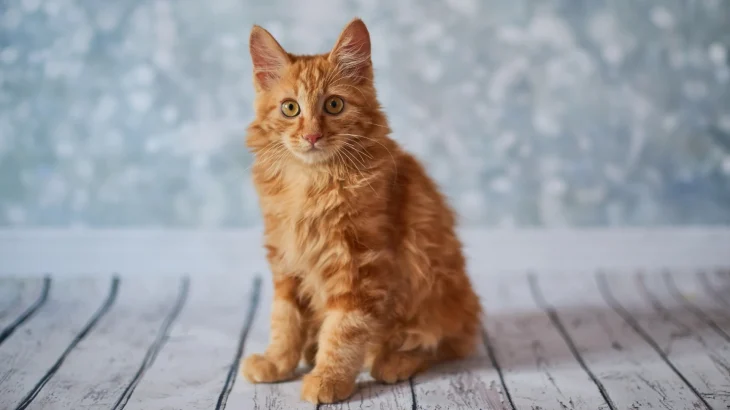 Japanese Bobtail Longhair Cat photo