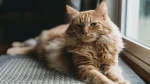 Japanese Bobtail Longhair Cat photo