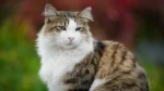 Japanese Bobtail Longhair Cat photo