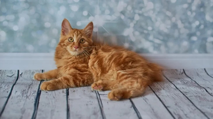 Japanese Bobtail Longhair Cat photo