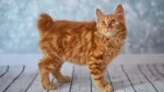 Japanese Bobtail Cat photo