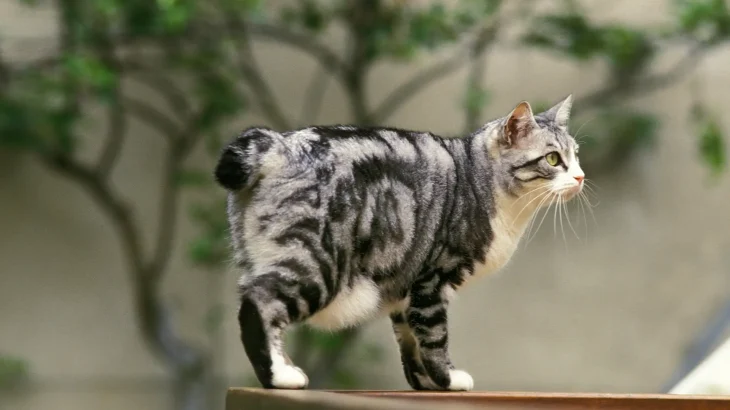 Japanese Bobtail Cat photo