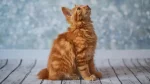 Japanese Bobtail Cat photo