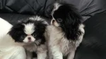 Japanese Chin Dog photo